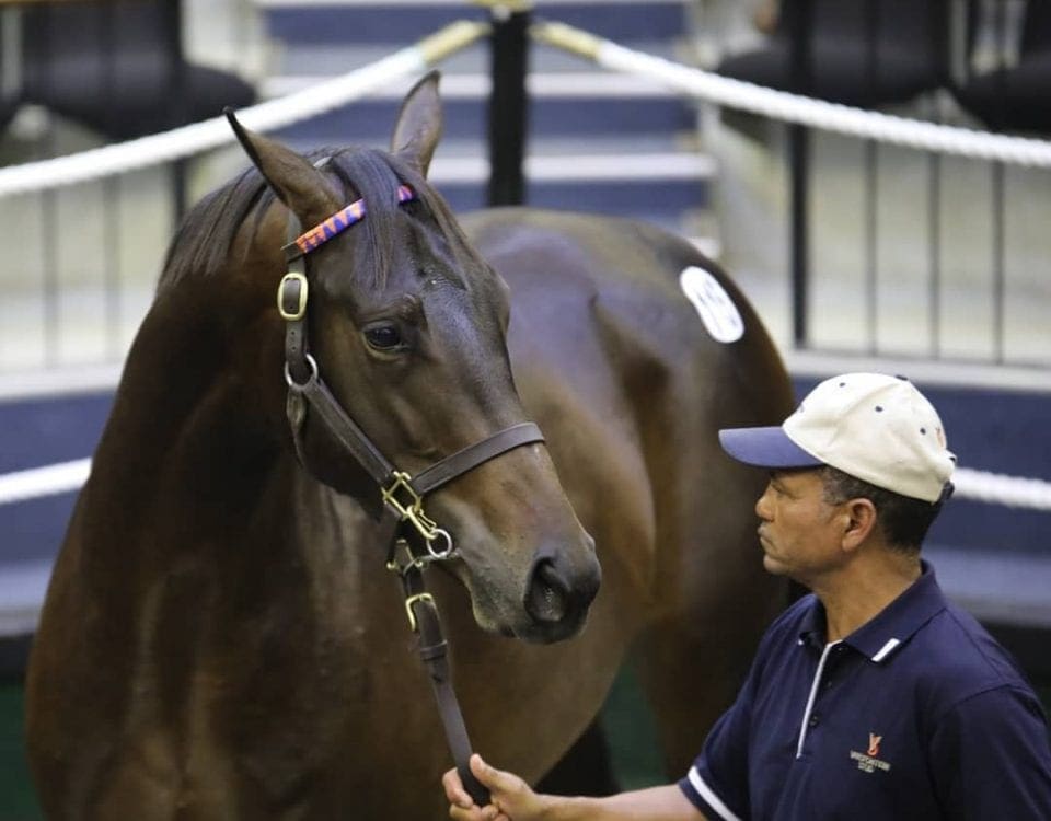 Malmoos in the 2019 National Yearling Sales ring. Image: Candiese Lenferna