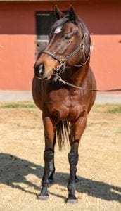 Al Kindi. Image: Candiese Lenferna