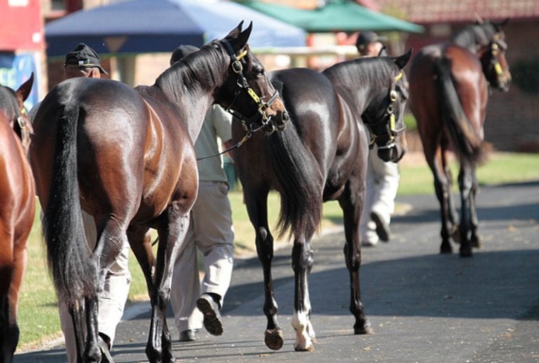 Thoroughbred Bloodstock Sales in South Africa