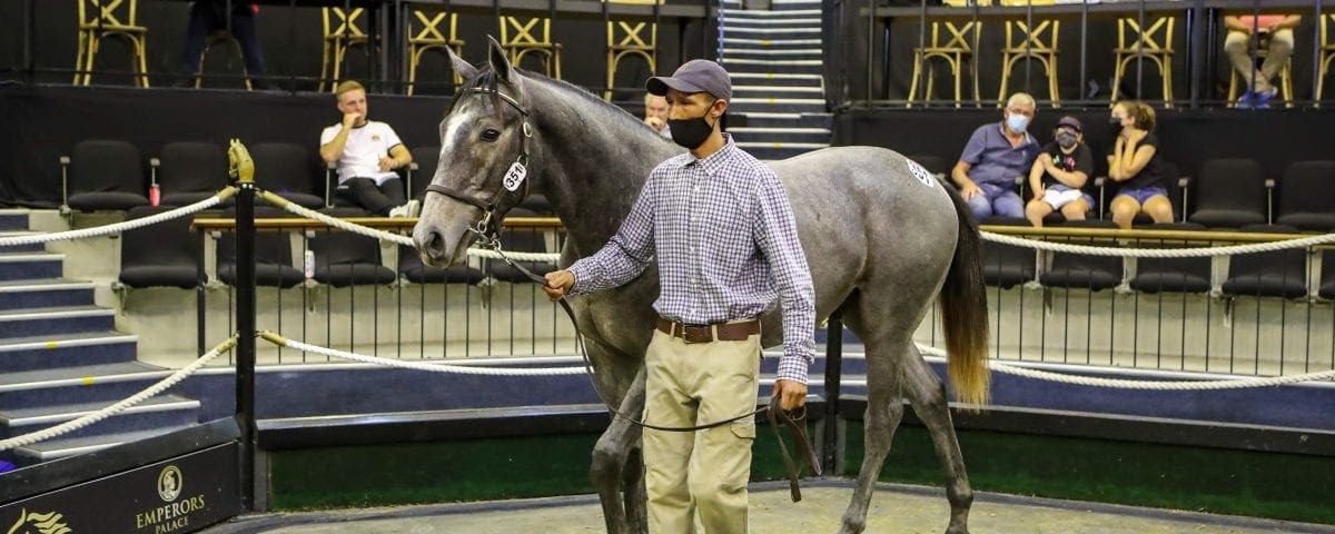 The grey Gimmethegreenlight colt out of All Is Secret. Image: Candiese Lenferna
