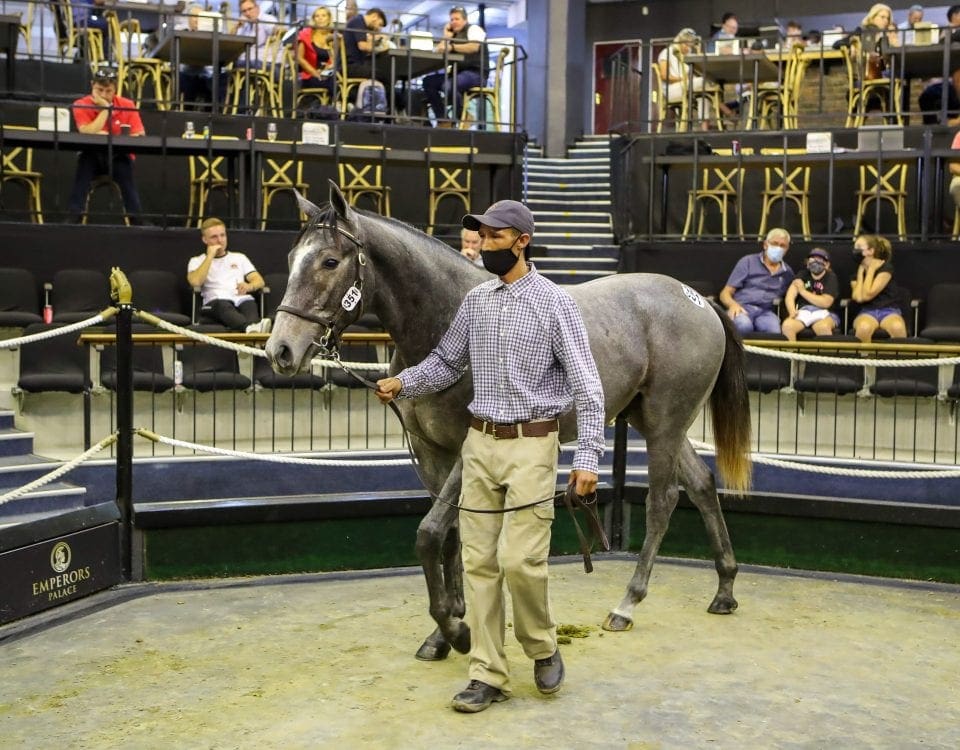 The grey Gimmethegreenlight colt out of All Is Secret. Image: Candiese Lenferna