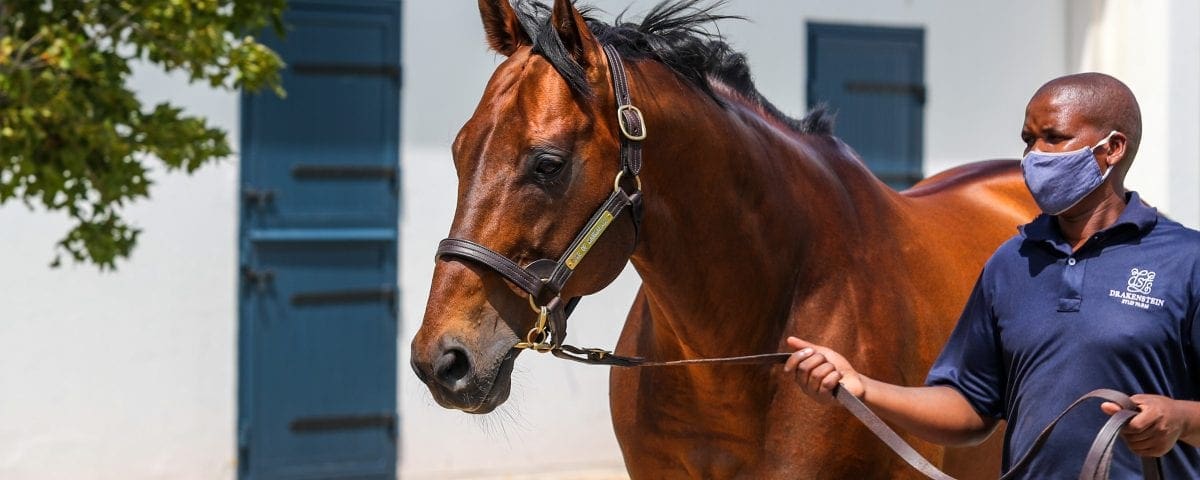 Duke Of Marmalade. Image: Candiese Lenferna