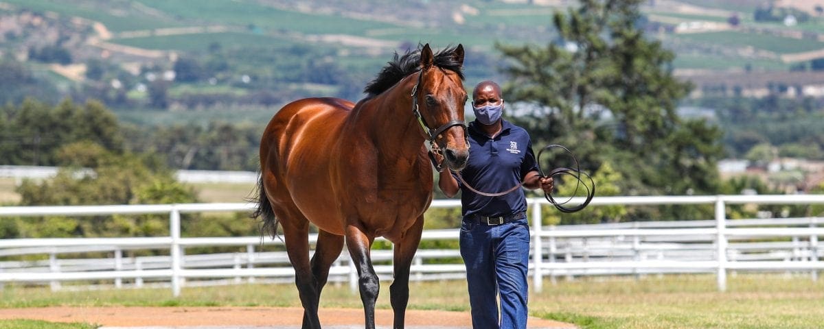 Duke Of Marmalade. Image: Candiese Lenferna