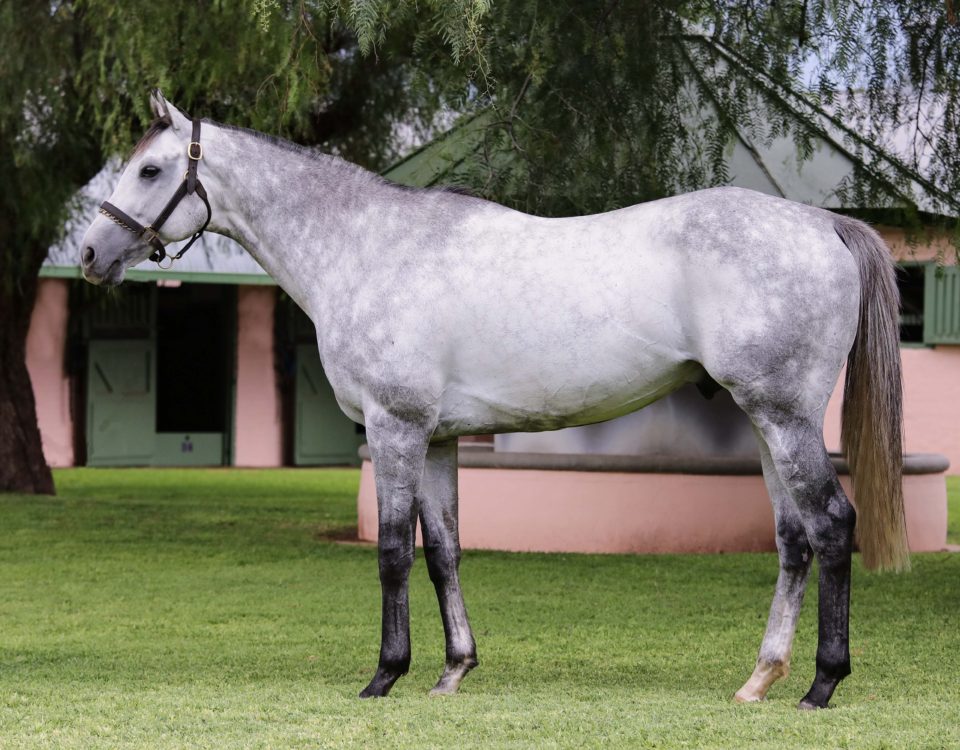 Thoroughbred Breeders Association of South Africa