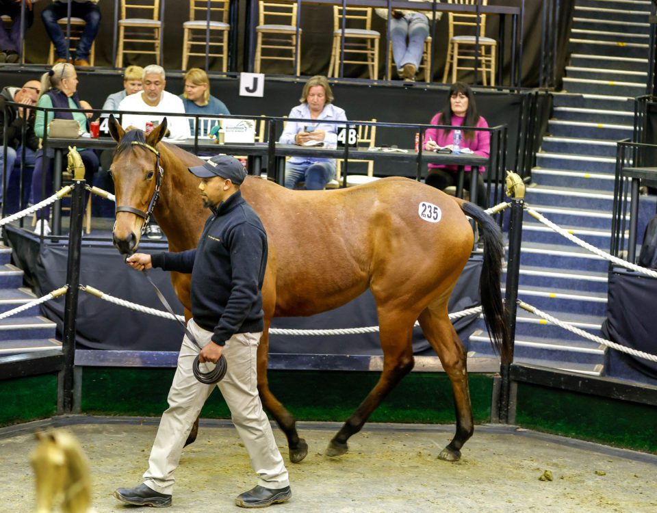 Thoroughbred Breeders Association of South Africa