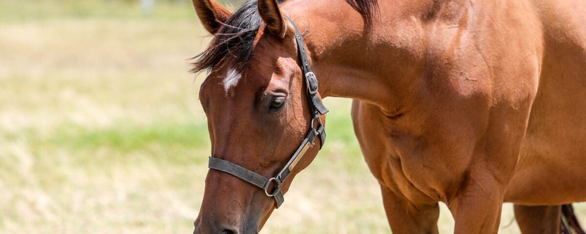 Snowdance pictured in 2022. Image: Candiese Lenferna