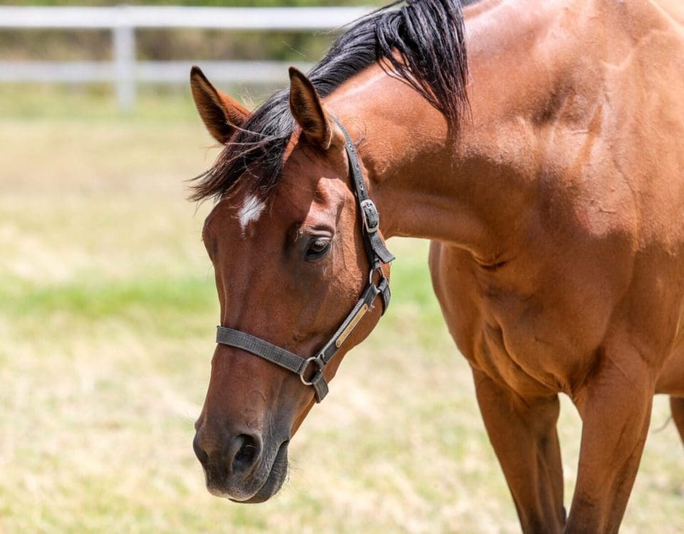 Snowdance pictured in 2022. Image: Candiese Lenferna