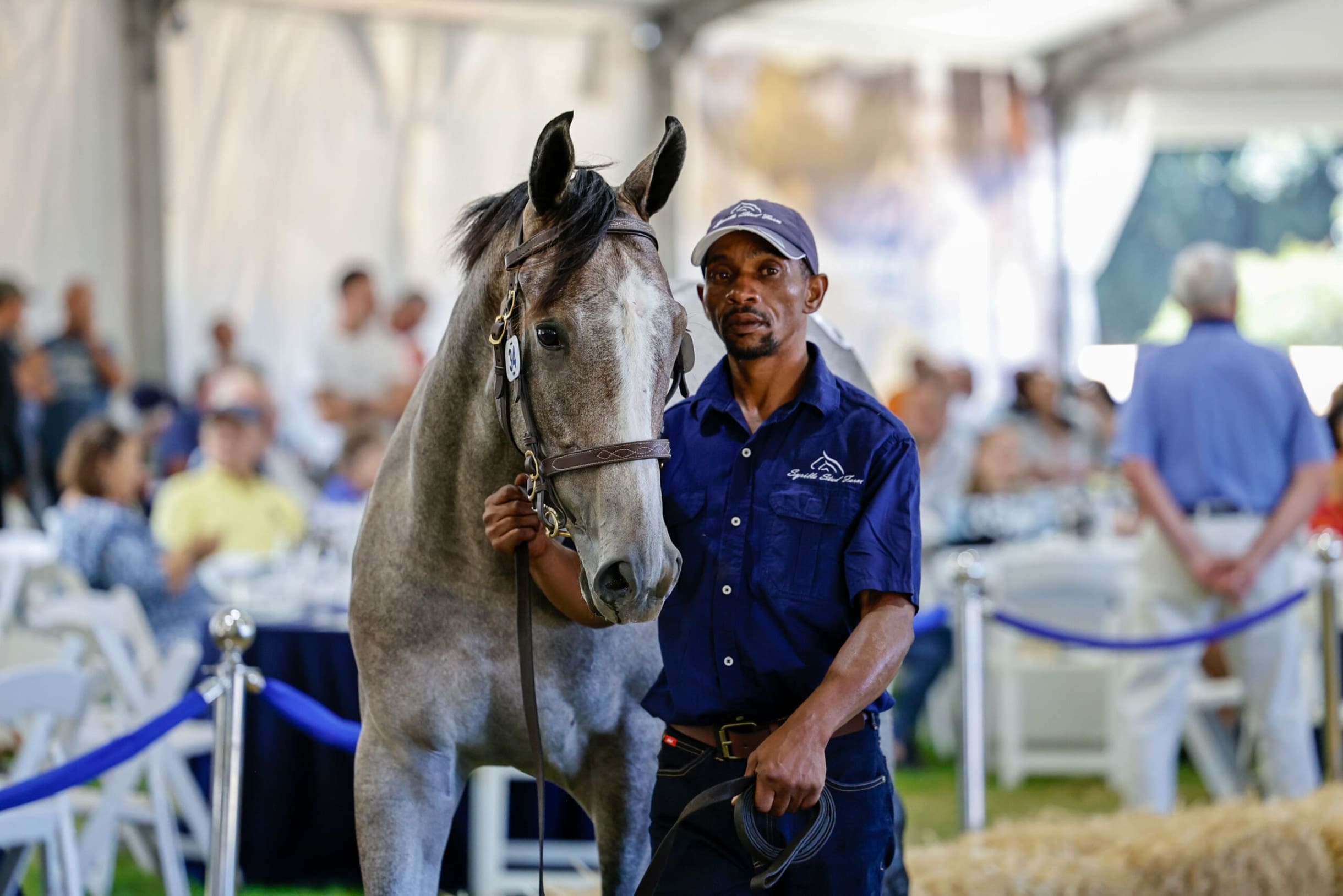 Thoroughbred Breeders Association of South Africa