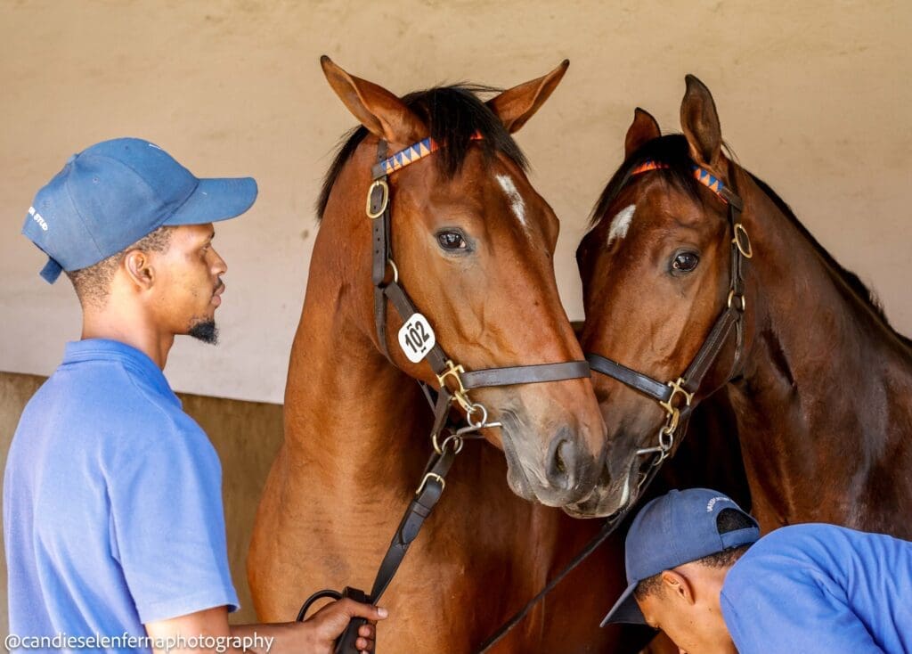 Thoroughbred Breeders Association of South Africa